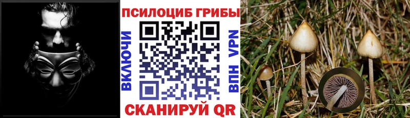 Псилоцибиновые грибы мицелий  Краснозаводск 